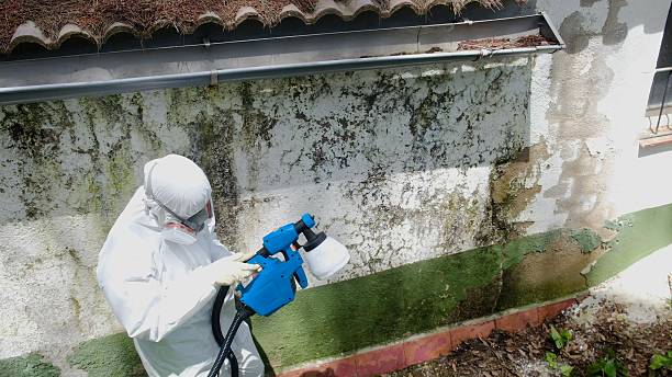 Trusted Black Mold Removal service in Hyndman, PA - Cheap Mold Removal